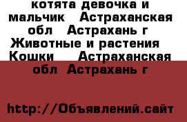 котята девочка и мальчик - Астраханская обл., Астрахань г. Животные и растения » Кошки   . Астраханская обл.,Астрахань г.